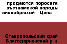 продаются поросята въетнамской породы вислобрюхой › Цена ­ 2 500 - Ставропольский край, Благодарненский р-н, Благодарный г. Животные и растения » Другие животные   